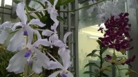 Orchideje v botanické zahradě.