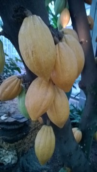 Kakaovník v botanické zahradě.