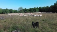 Rumunský Puňťa hlídá ovečky.