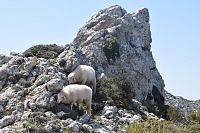 Ovečky v horách u Es Caragolí.
