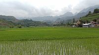 Rýžová pole v horách u Yen Minh.