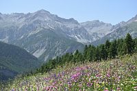 Rozkvetlé louky nad Arvieux.