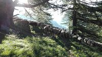 Stádo ovcí u Valpréveyre.