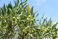 Olivy dozrávají.