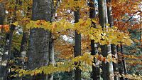 Podzimní barevné lesy.