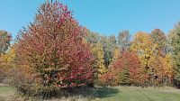 Podzimní Vysočina- barevná krása.