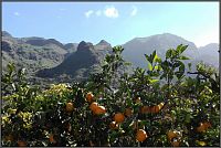 Pomerančovník v horách.