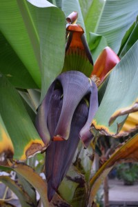 Květ banánovníku.