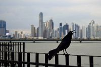 Ptačí árie a panorama Panamy.