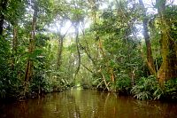 Džungle na Rio Tortuguero.
