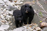 Kanadské národní parky a medvěd baribal.
