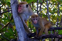 Opice v laguně u Negomba.