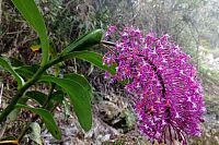 Orchidej na Machu Picchu.