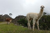 Lamy na Machu Picchu.