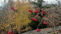 Podzimní barvy v Broumovských stěnách.