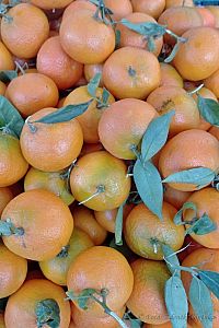 Čerstvé sicilské mandarinky.