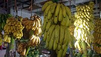 Banány na místním trhu.
