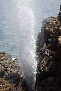 Blow hole.