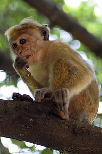 Makak bandar - nejrozšířenější opice Srí Lanky.
