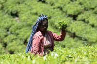 Srí Lanka - tamilské sběračky čaje.