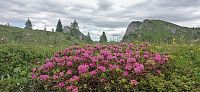 Rododendron.