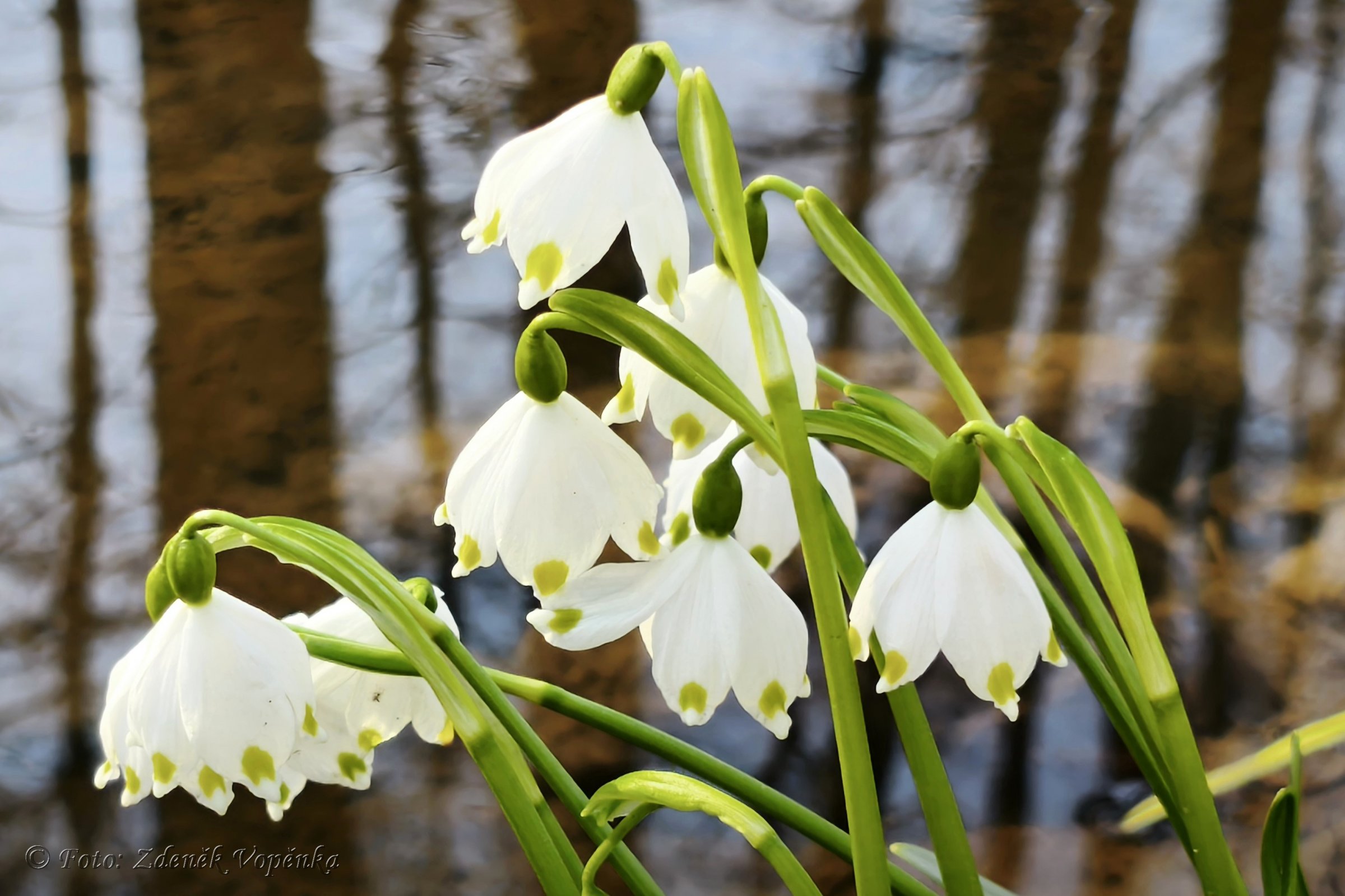 Bledule jarní v PR Hroznětínská louka a olšina.