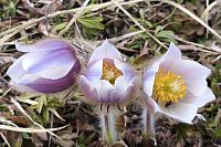 Koniklece na Monte Piana.