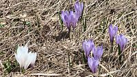 Krokusy na vrcholovém platu.