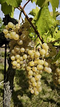 Chardonnay dozrává....