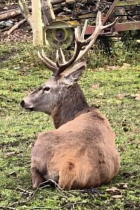 Statný jelen v zahradě v Platoři.