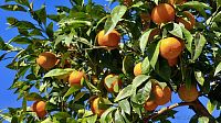Zrající pomeranče v Taormině.