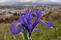 Kosatec na Monte Po v prosinci....