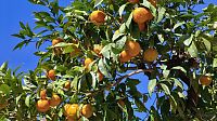 Zrající pomeranče.