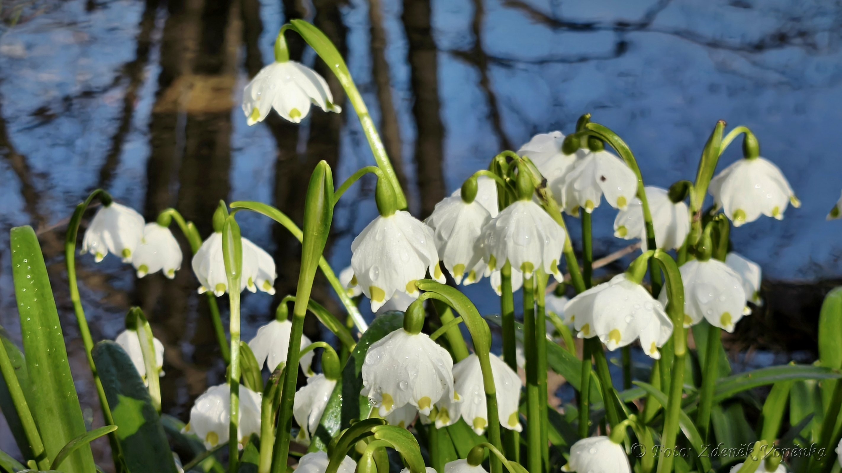 Přírodní rezervace Hroznětínská louka a olšina.