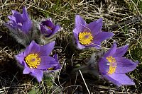 Koniklece v Přírodním parku Kobylinec.