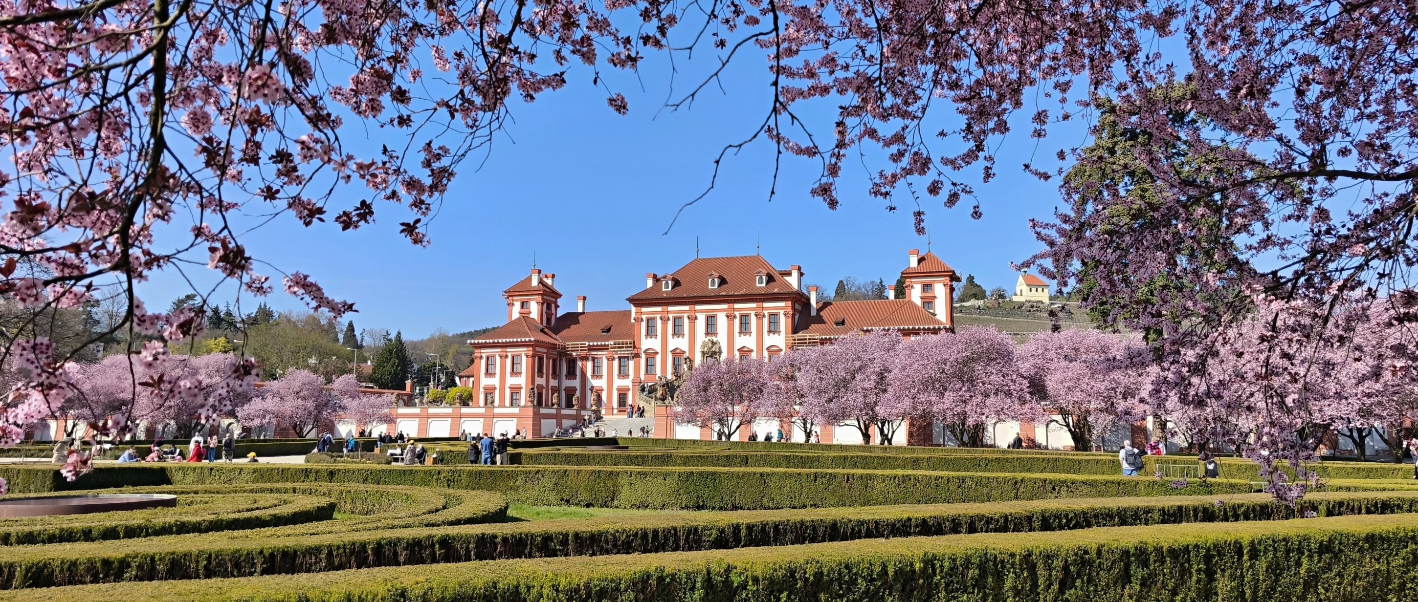 Trojský  zámek - kvetoucí sakury v zahradách.