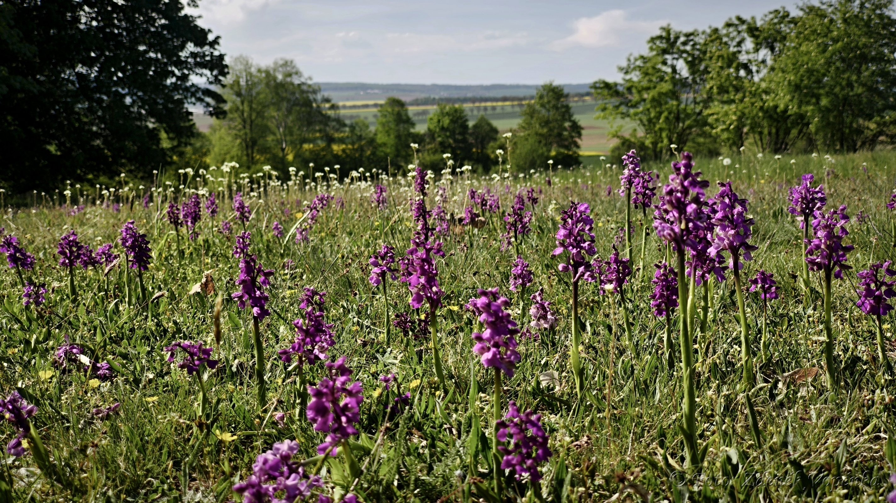 Za orchidejemi na Kozének.