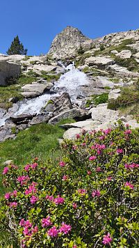 Rhododendron.