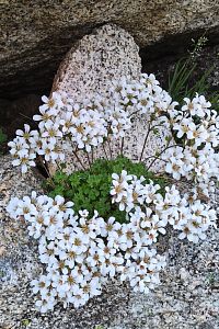 Saxifraga.