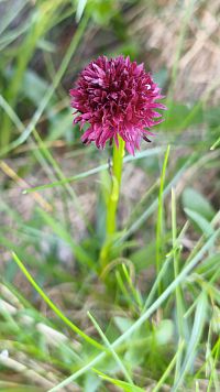 Gymnadenia.