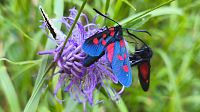Zvonečník.