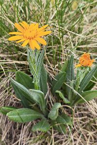 Senecio.