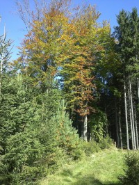 podzimní les u Proseče.