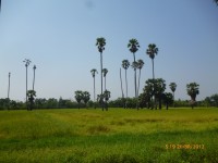Rýžová pole v Thajsku.