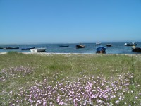 kvetoucí pobřeží u Matzaccary.