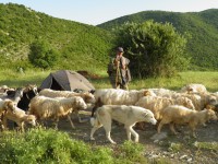  pastevec ovcí v údolí Barmashe.