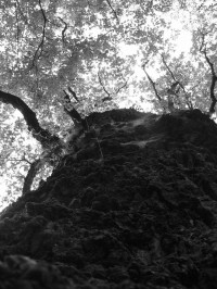 Památný staletý dub má obvod kmene 510 cm