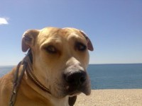 pitbull na pláži