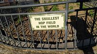 Nejmenší chmelnice na světě - v Žatci na náměstí Svobody