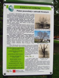 Platan javorolistý – památný strom v zahradě Kinských v Praze